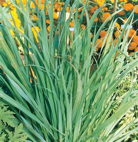 Organic premium grade dried lemon grass cut, harvested from a organic farm in Sri Lanka 2 oz/56g. dry. 2 Ounce (Pack of 1) 4.4 out of 5 stars. 653. ... Survival Garden Seeds - Lemongrass Seed for Planting - Packet with Instructions to Plant and Grow Lemon Fresh Asian Lemongrass Plants in Your Home Vegetable Garden - Non-GMO Heirloom …